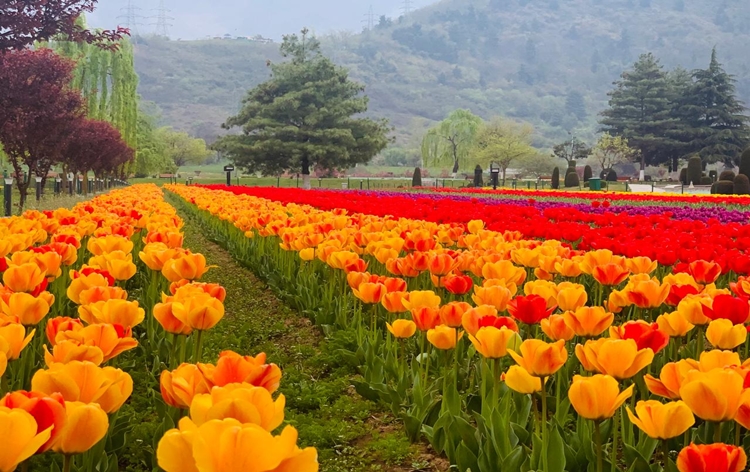 Kashmir's Tulip Garden Recognized as Asia's Largest by World Book of Records
