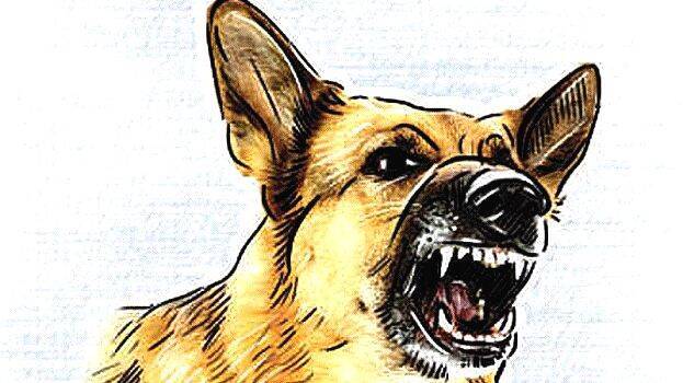 Unchecked Stray Dog Menace Continues to Pester Srinagarites