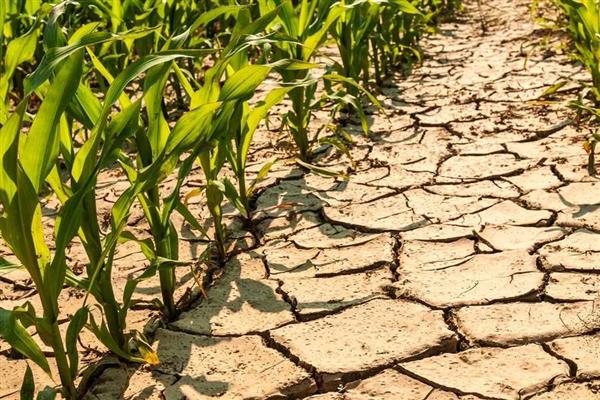 Kashmir Grapples with Prolonged Dry Spell: 80% of Region Experiencing Moderate to Severe Dryness