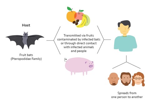 Nipah Virus: Symptoms, Causes, and Prevention