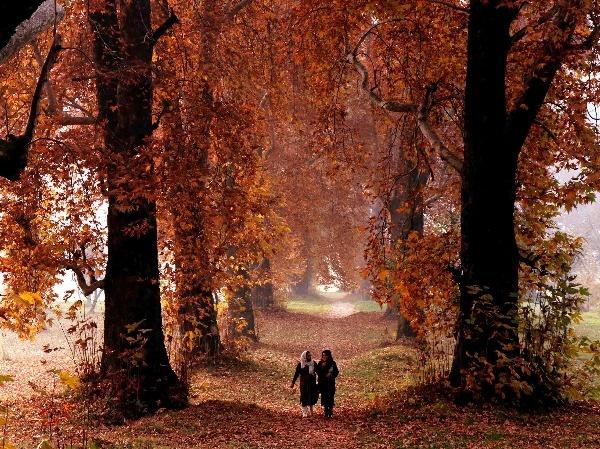 Exploring Autumn in Thomas Moore’s 'Lalla Rookh' - A Journey Through Poetry