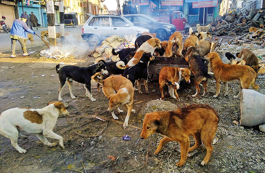 Srinagar Grapples with Uncontrolled Stray Dog Problem