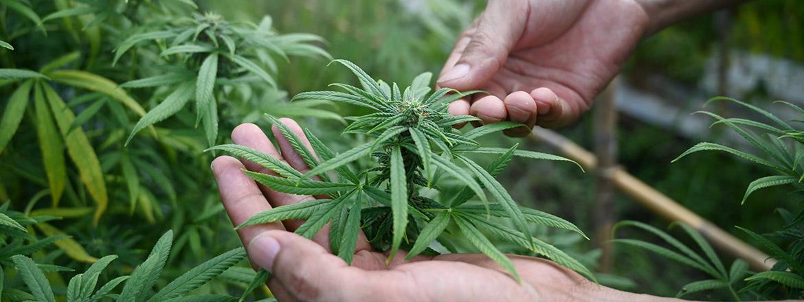 Students Leverage Organic Ganja Demand, Establish Illicit Online Supply Chain