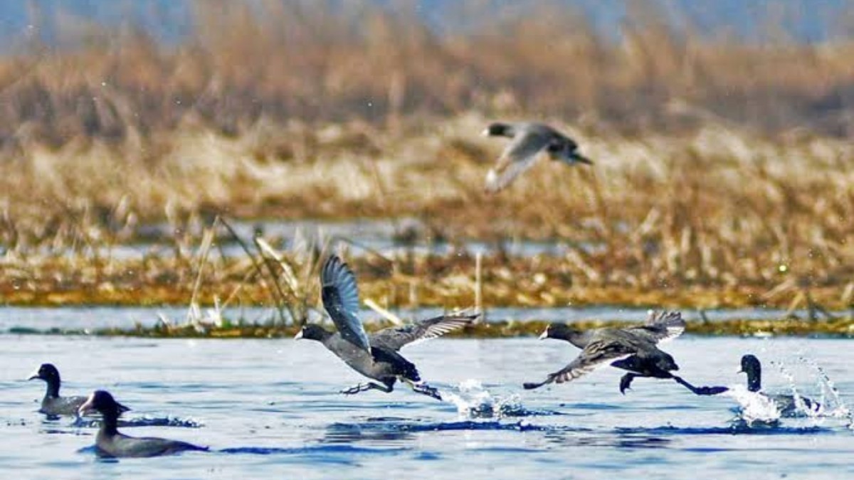 Kashmir's Wetland Jewel Shines Brighter: Chatlam Welcomes Migratory Throngs & Rare Treasures