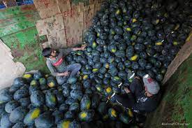 Ripening Doubts: Rumors Put a Chill on Kashmir's Watermelon Sales