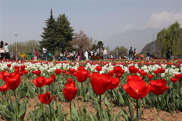 Srinagar's Tulip Garden Opens its Petals to Visitors on March 23rd