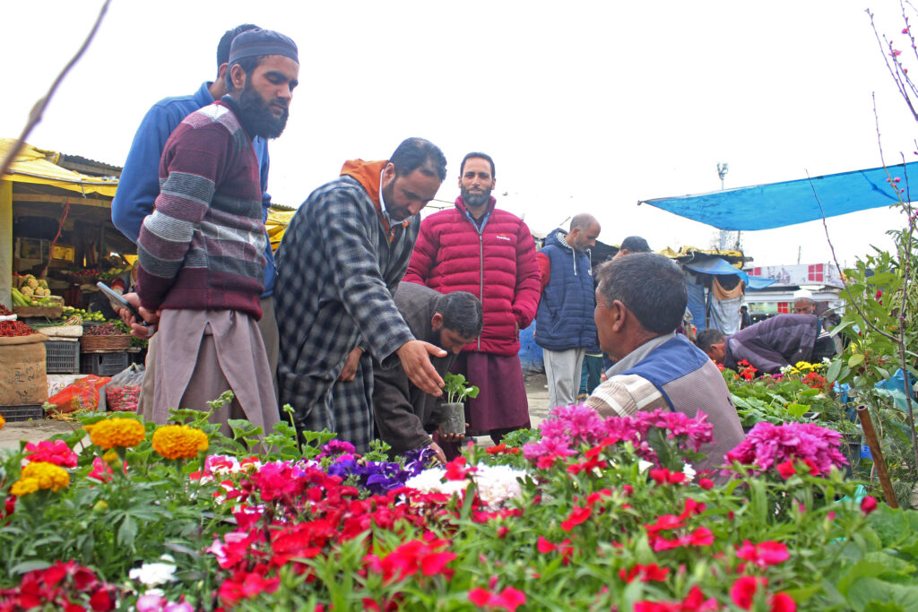 Spring Awakenings: Witness the Rejuvenation of Kashmir During Nauroz