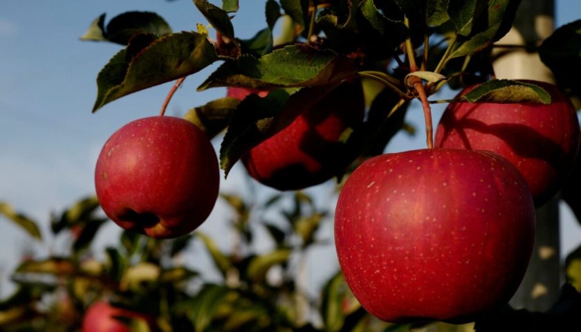 Falling Apple: South African Imports Threaten Kashmir's Crop