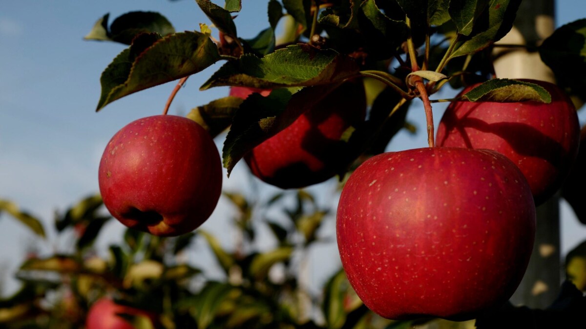 Falling Apple: South African Imports Threaten Kashmir's Crop