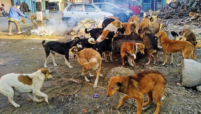 Canine Conundrum in Srinagar: Stray Dog Attacks Spark Community Concerns