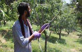 Poisoned Paradise: J&K's Horticulture Faces a Reckoning on Pesticides