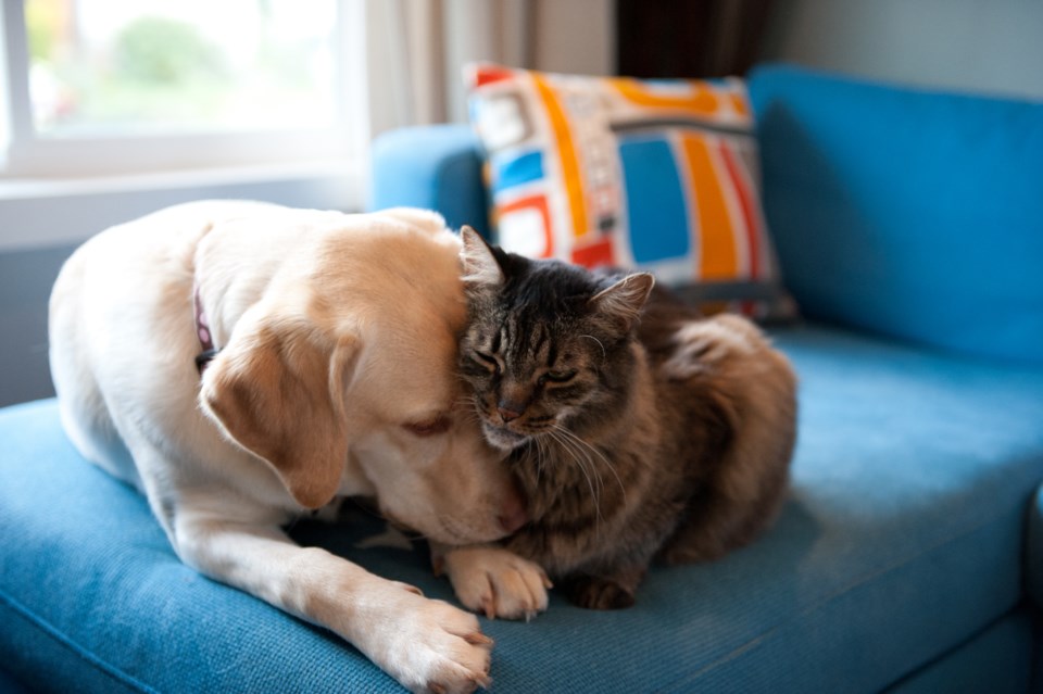 A Heartbreaking Trend: Pets at Home, Parents at Old-Age Centers