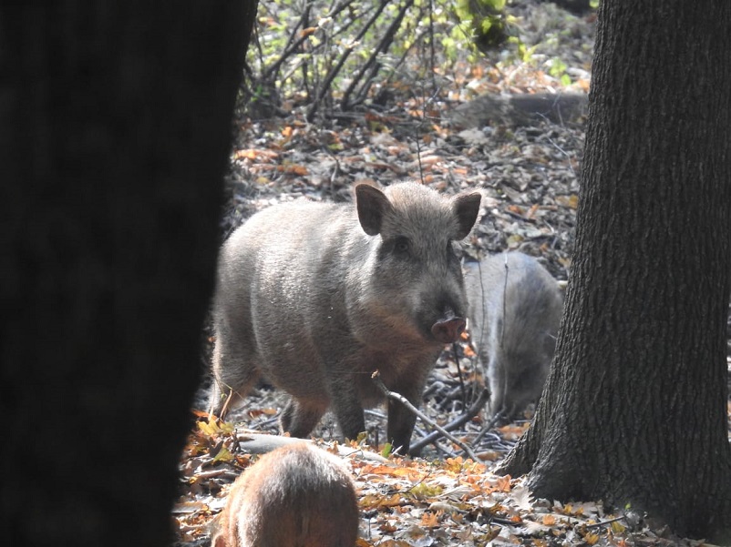 Kashmir Faces New Ecological Challenge: Wild Boars Threaten Biodiversity