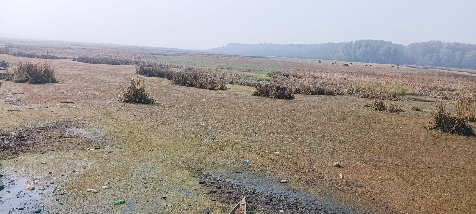 Haigham Wetland’s Cry for Help EPG Uncovers Ecological Tragedy
