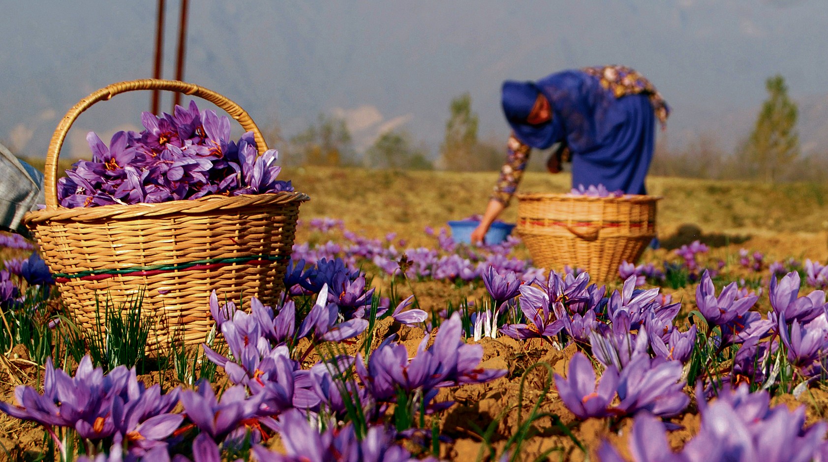 Kashmir's Saffron Fields Suffer Amid Weather Challenges