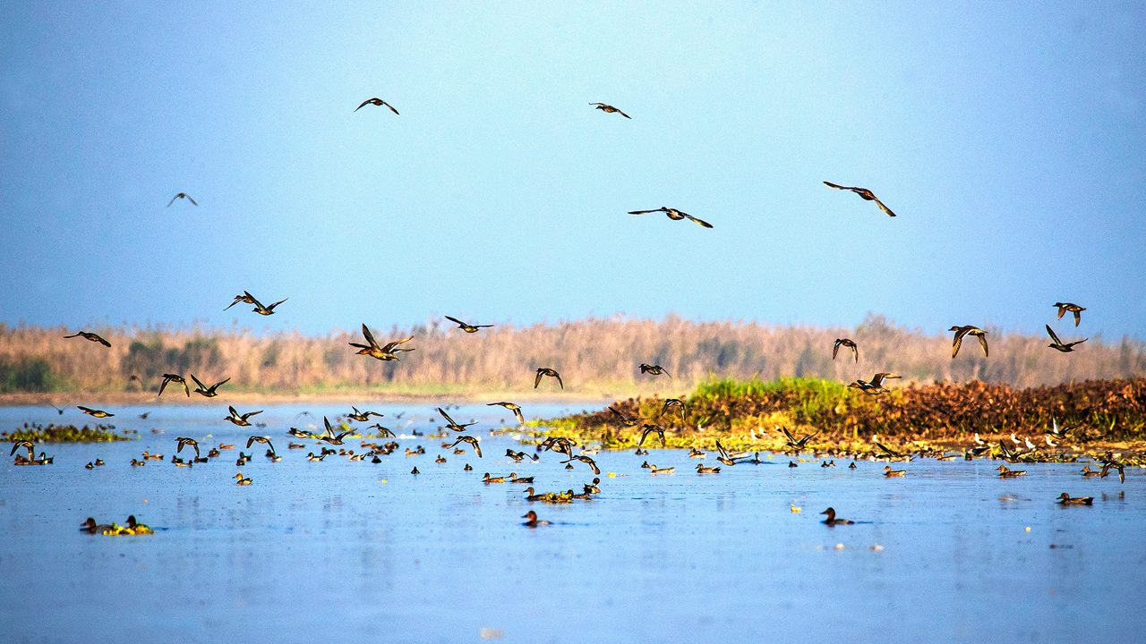 From Sanctuary to Desolation - EPG Highlights Mirgund Wetland's Plight