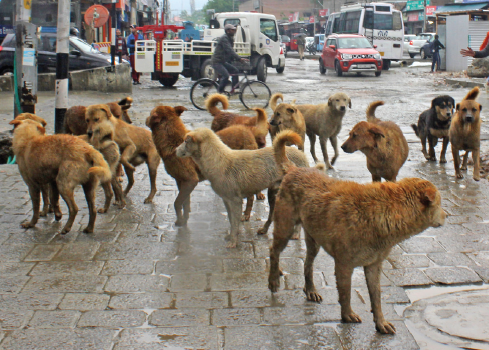 Kashmir's Stray Dog Problem: JKPC Leader Calls for Urgent Measures