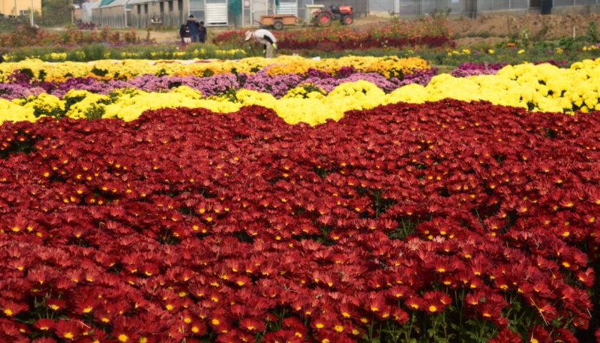 Bagh-e-Gul-e-Dawood: Kashmir's New Floral Wonder Welcomes Tourists