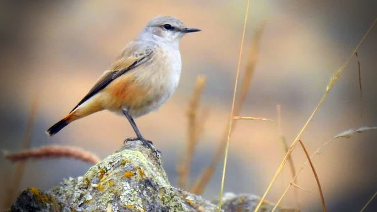 Birding Breakthrough: Persian Wheatear Seen in Kashmir After 100 Years