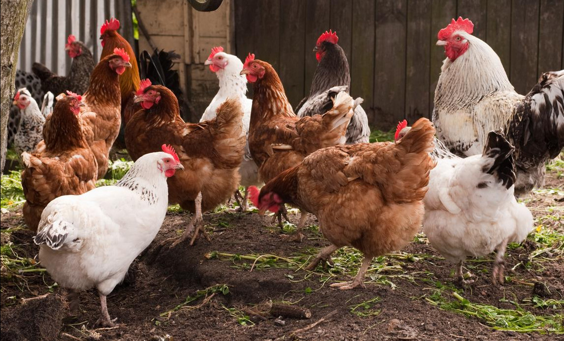 Organic Poultry: The Key to Better Health and Sustainable Living