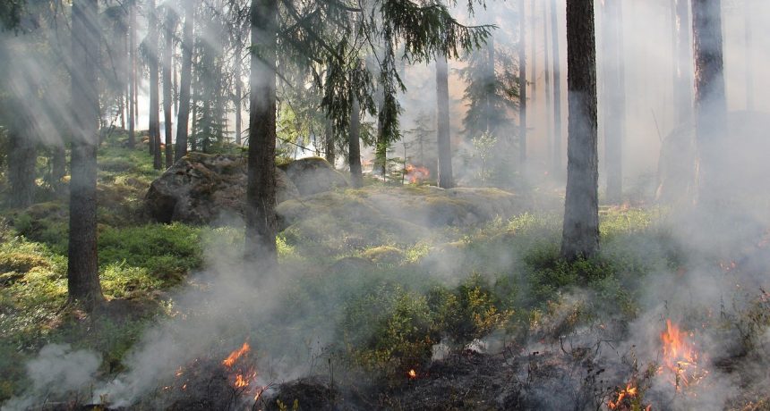 Unpredictable Weather and Dry Spell Ignite Forest Fires in Kashmir
