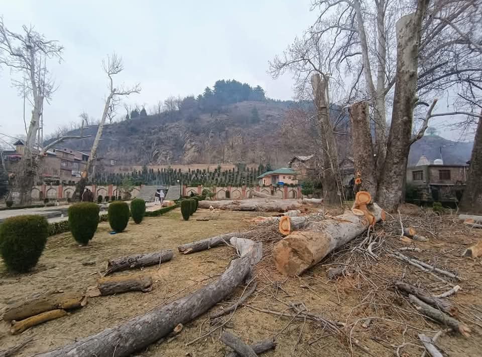 Veeri Calls for High-Level Inquiry into Chinar Tree Felling in Anantnag