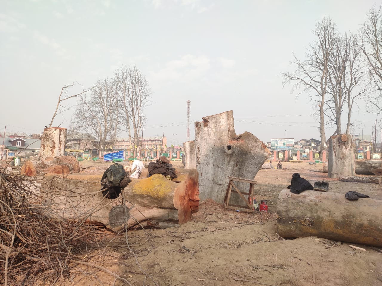 Violation of Conservation Laws: EPG Demands Accountability for Felling of Chinar Trees
