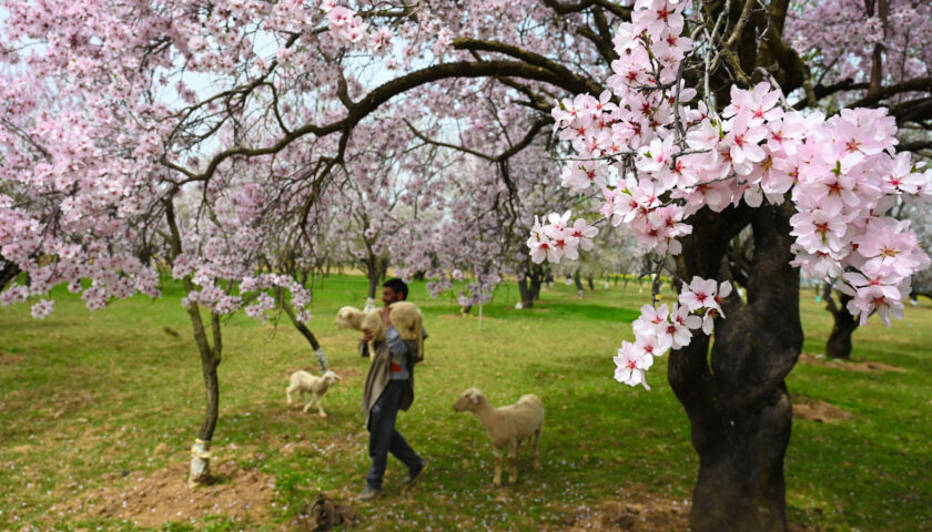 Colours of Kashmir: A Spring Symphony of Blossoms & Beauty
