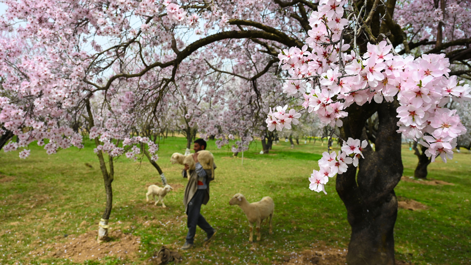 Colours of Kashmir: A Spring Symphony of Blossoms & Beauty