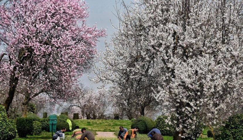 Kashmir’s Almond Blossoms: The Ultimate Spring Spectacle Outshining Tulips – A Complete Travel Guide