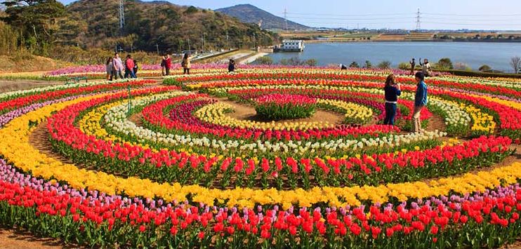 Kashmir’s Iconic Tulip Garden Gears Up for Record-Breaking Visitor Footfall in 2025