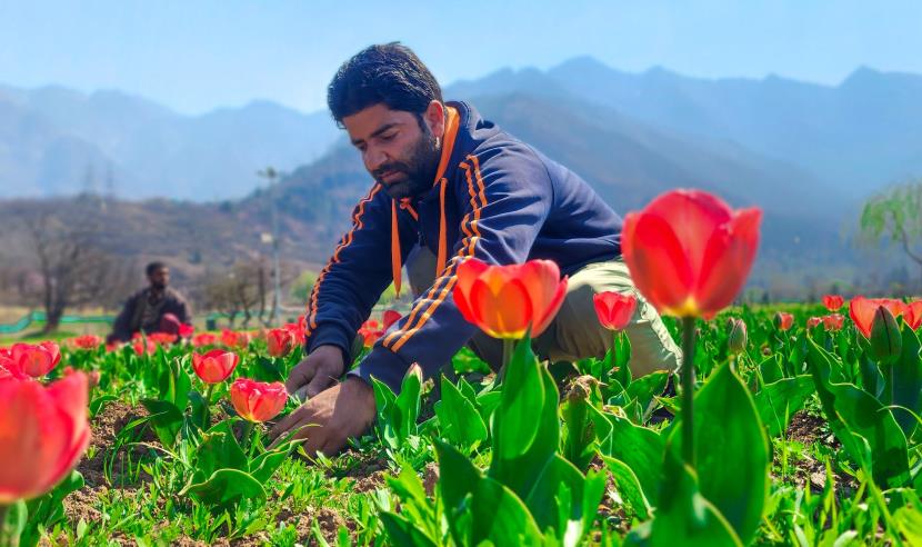 Preparations Underway for the Grand Opening of Srinagar’s Iconic Tulip Garden