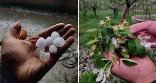 Devastation in Kashmir: KCCI Calls for Action as Fruit Growers Suffer Catastrophic Losses