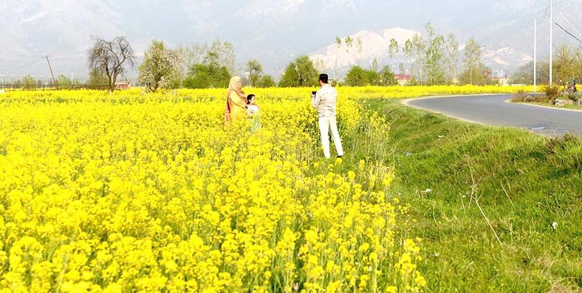 Golden Delight: Kashmir’s Mustard Fields Bloom, Casting a Spell Amid Cloudy Skies