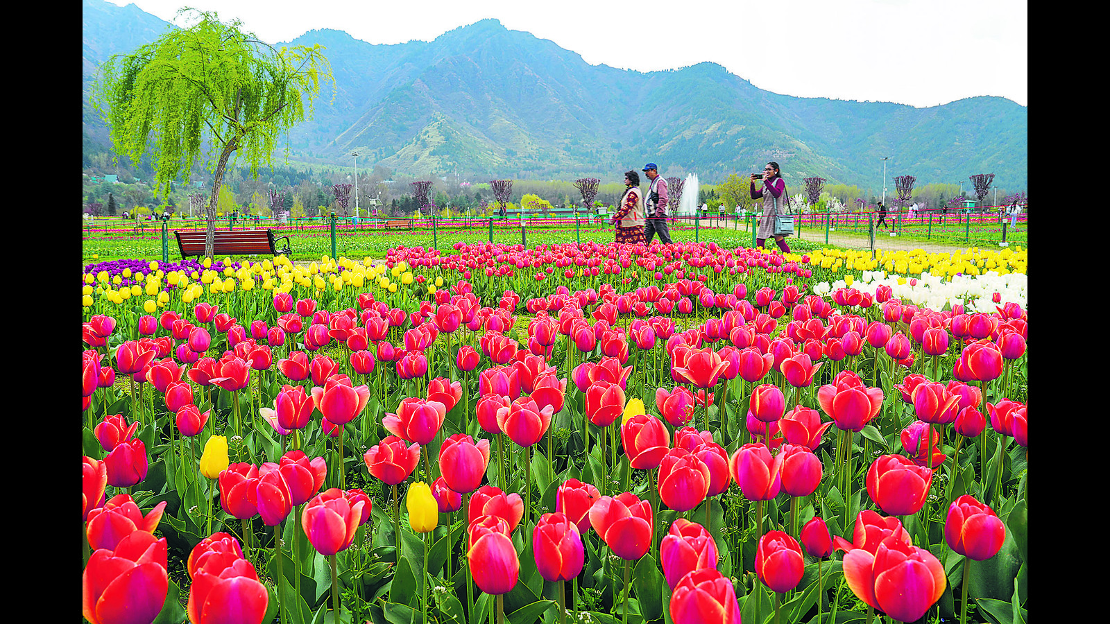 Record-Breaking Bloom: Tulip Garden Welcomes Over 4.46 Lakh Visitors in Just 15 Days
