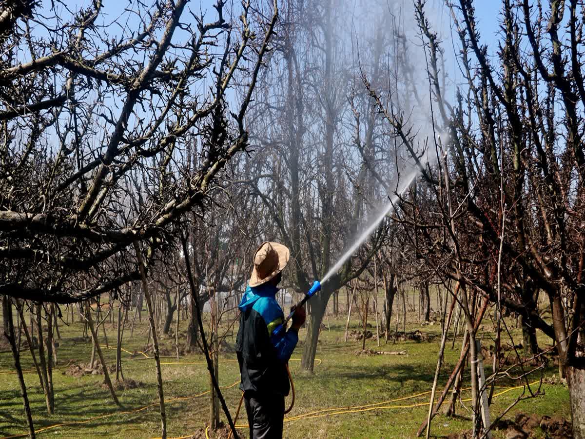 Time for Action: Pesticides and Health Risks in Kashmir’s Orchard Economy