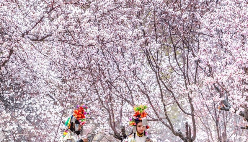 Skyurbuchan to Sham Valley: Experience Ladakh’s Apricot Blossom Festival – A Journey Through Culture, Tradition, and Tourism