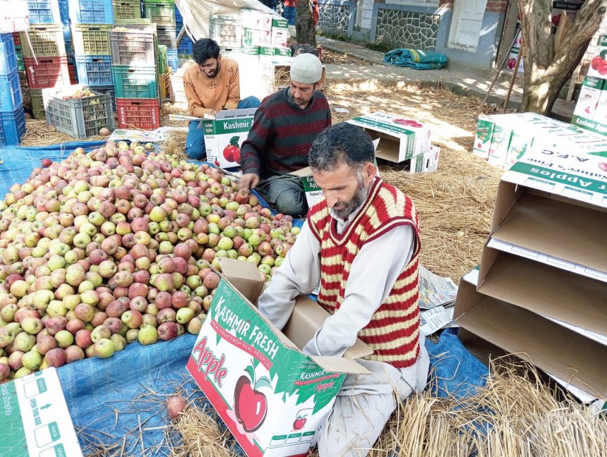 Apple Prices Dip in Kashmir: Market Glut, Transport Disruptions & Future Outlook