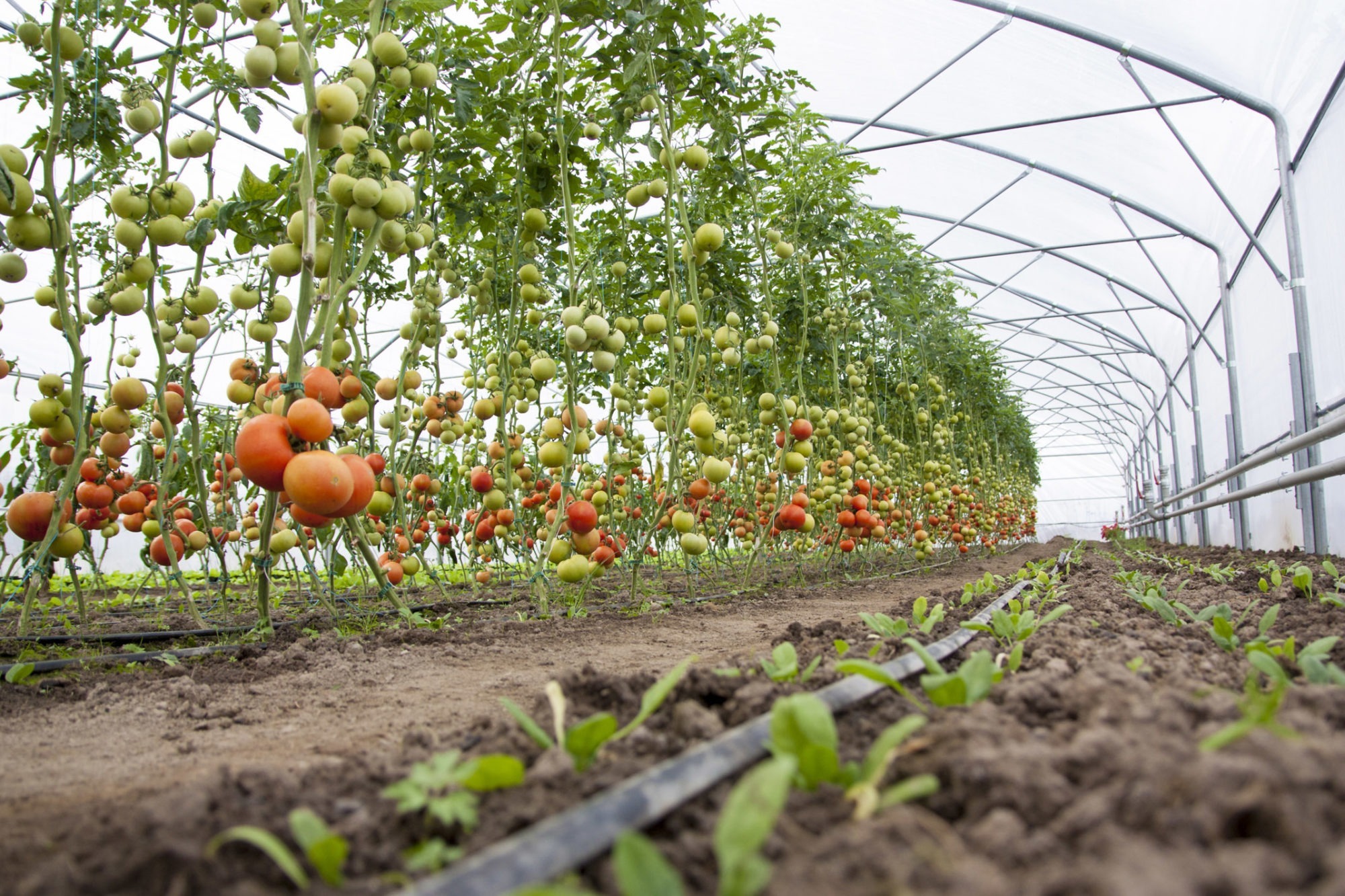 Fields of Change: How Horticulture is Thriving Amid Shrinking Farmlands in Jammu & Kashmir