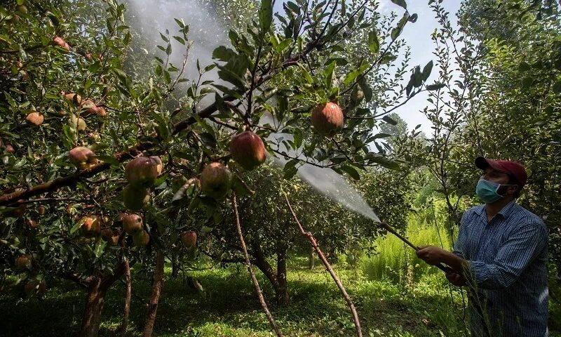 Poison in the Orchard: How Pesticides Are Fueling Kashmir’s Silent Cancer Epidemic