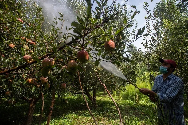 Poison in the Orchard: How Pesticides Are Fueling Kashmir’s Silent Cancer Epidemic
