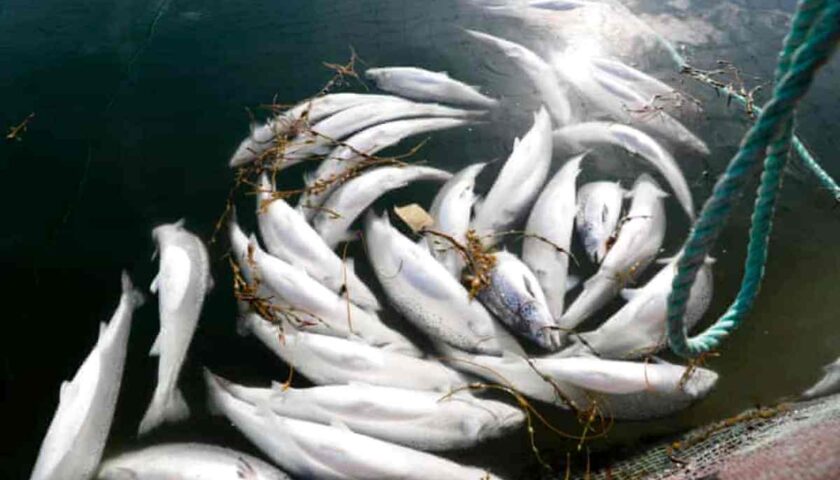 Kashmir’s Aquatic Life in Peril: Native Fish Face Extinction Amid Rising Heat and Pollution