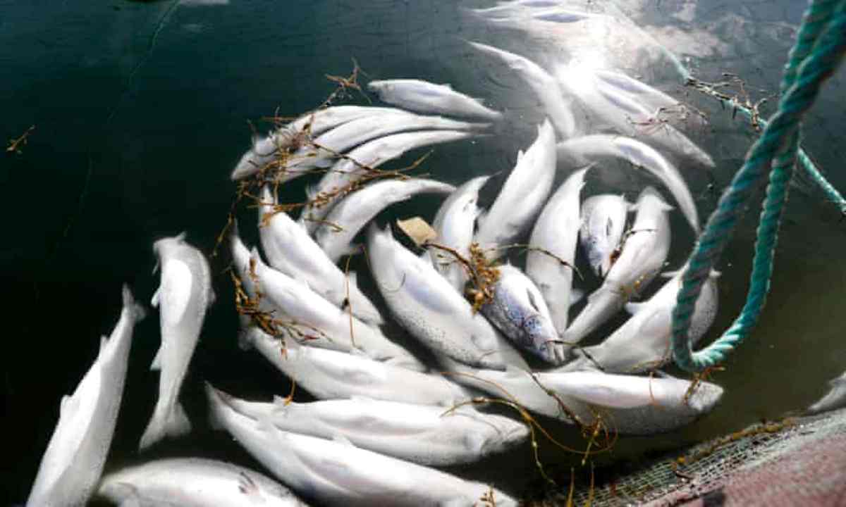 Kashmir’s Aquatic Life in Peril: Native Fish Face Extinction Amid Rising Heat and Pollution