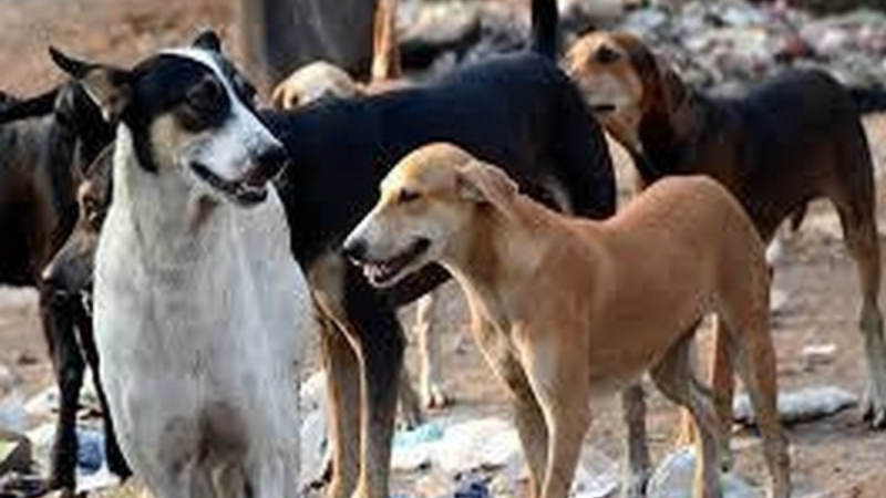 Stray Dog Menace in Srinagar: A Public Health Emergency, Governance Failure & Moral Dilemma