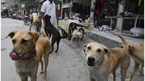 Supreme Court Orders Stray Dog Removal in Delhi-NCR, Calls for Similar Action in Jammu & Kashmir
