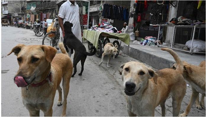 Supreme Court Orders Stray Dog Removal in Delhi-NCR, Calls for Similar Action in Jammu & Kashmir