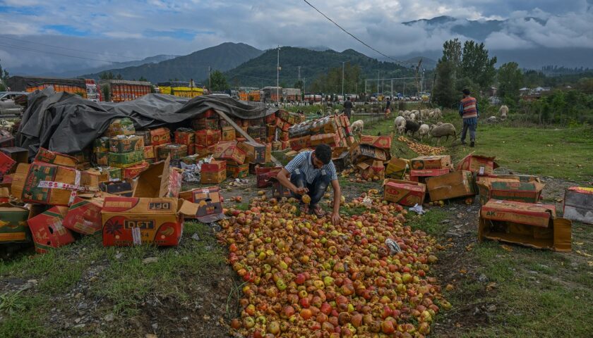 Kashmiri Apples Grapple for Survival as Highway Closure Cripples Trade