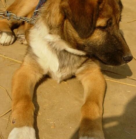 'Zamtoor Go Bartaluk Hoon': Why the Kashmiri Son-In-Law is Called a Dog