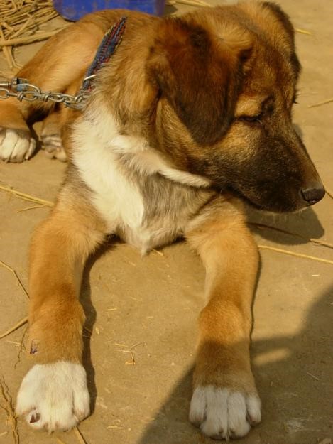 'Zamtoor Go Bartaluk Hoon': Why the Kashmiri Son-In-Law is Called a Dog