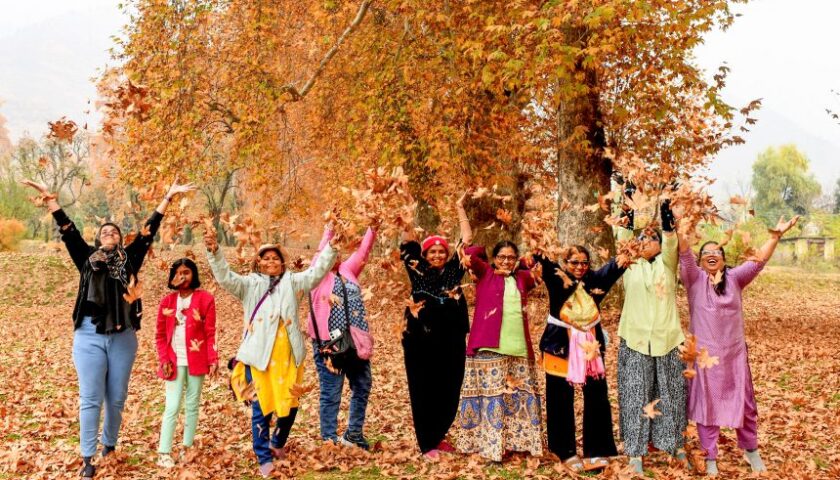 Kashmir Tourism Revival - After Tulips, Gul-e-Dawood (Chrysanthemums) Keep the Valley Blooming into Autumn